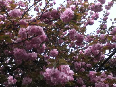 桜が咲く！